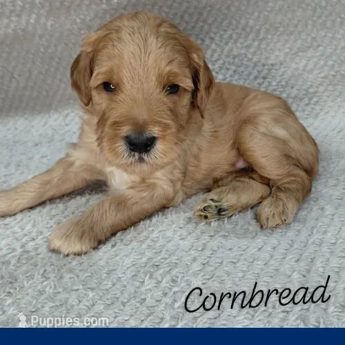 Cornbread – Miniature Goldendoodle puppy for sale in Eau Claire, WI