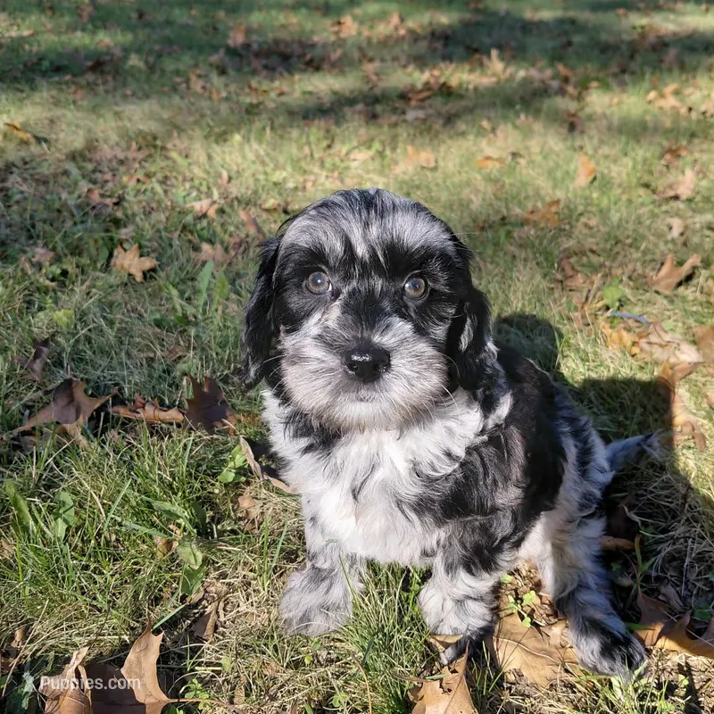 A.C Slater  – Miniature Goldendoodle puppy for sale in Eau Claire, WI