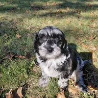A.C Slater , a male Miniature Goldendoodle for sale in Eau Claire, WI – 1 of 5