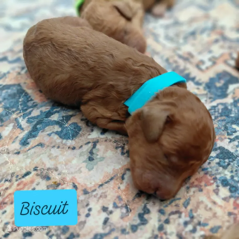 Buscuit – Miniature Goldendoodle puppy for sale in Eau Claire, WI