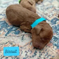 Buscuit, a male Miniature Goldendoodle for sale in Eau Claire, WI – 1 of 1