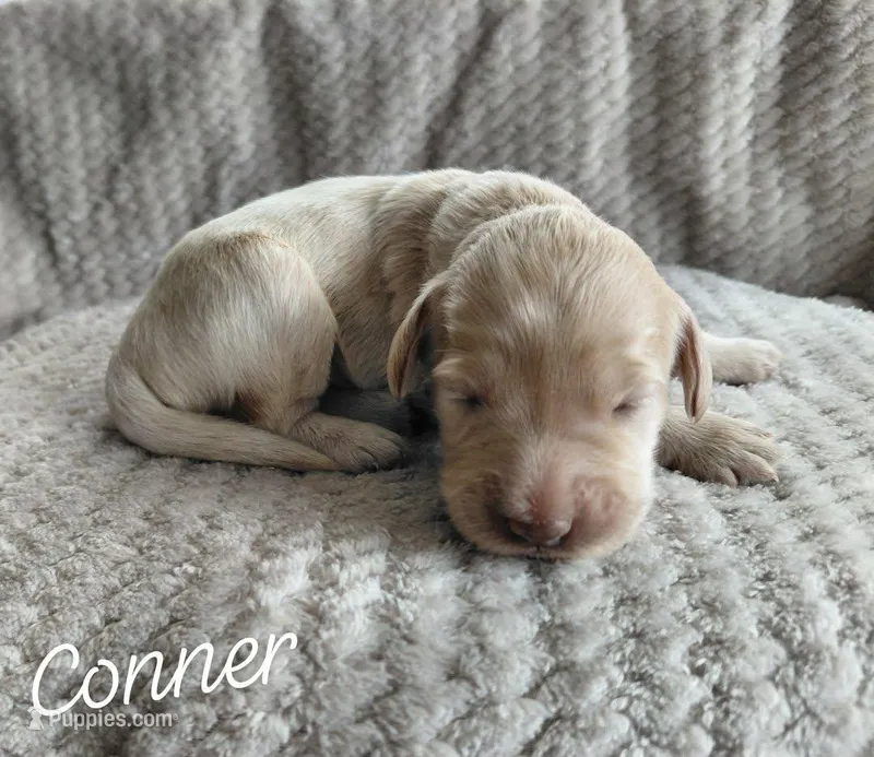 Conner – Miniature Goldendoodle puppy for sale in Eau Claire, WI