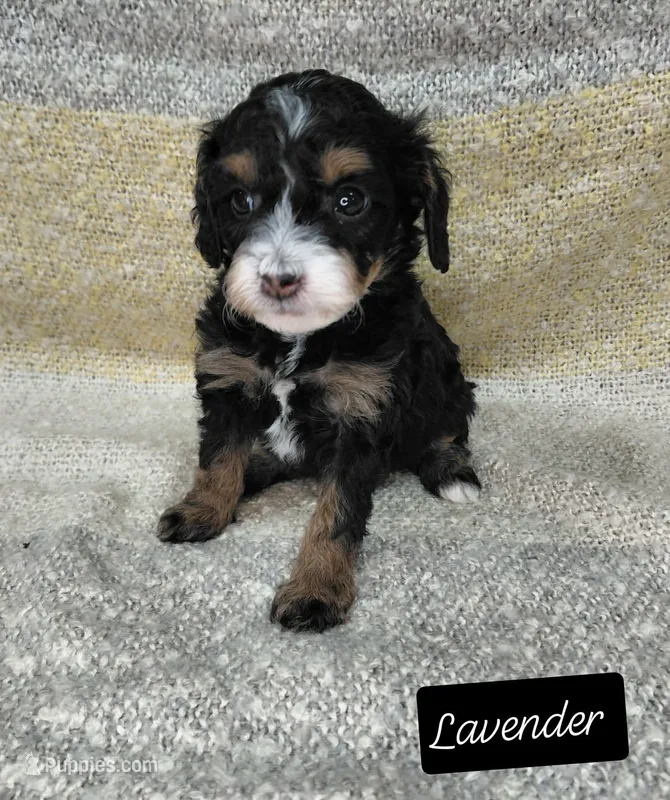 Lavendar – Cavapoo puppy for sale in Eau Claire, WI