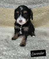 Lavendar, a female Cavapoo for sale in Eau Claire, WI – 1 of 1