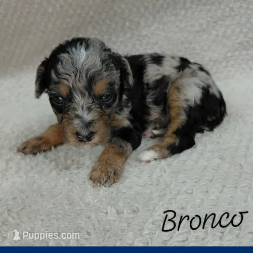Bronco – Goldendoodle, Miniature Goldendoodle puppy for sale in Eau Claire, WI