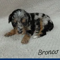 Bronco, a male Goldendoodle and Miniature Goldendoodle for sale in Eau Claire, WI – 1 of 1