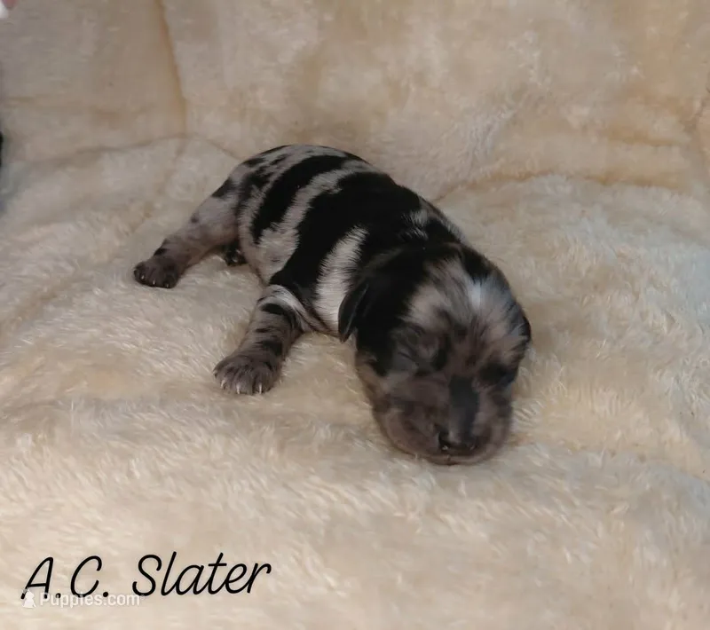 A.C Slater  – Miniature Goldendoodle puppy for sale in Eau Claire, WI
