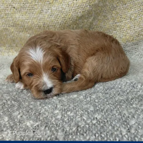 Wendy – Cavapoo puppy for sale in Eau Claire, WI