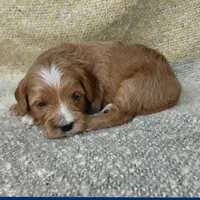 Wendy, a female Cavapoo for sale in Eau Claire, WI – 1 of 1