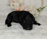 Charlie, a male Miniature Goldendoodle for sale in Eau Claire, WI – Photo 6 of 7