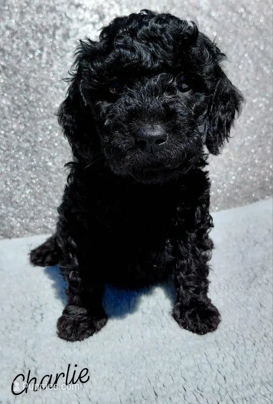 Charlie – Miniature Goldendoodle puppy for sale in Eau Claire, WI