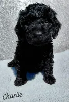 Charlie, a male Miniature Goldendoodle for sale in Eau Claire, WI – Photo 1 of 7