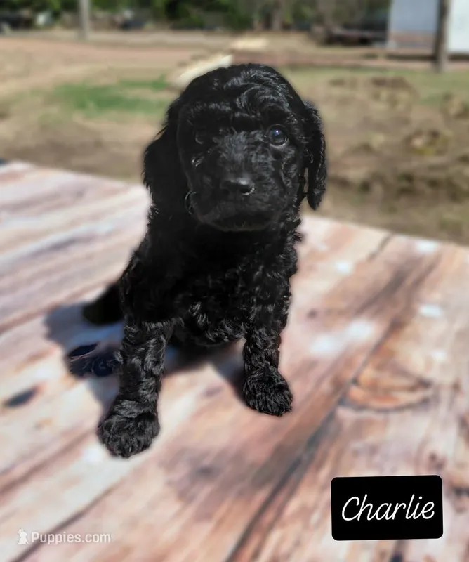 Charlie – Miniature Goldendoodle puppy for sale in Eau Claire, WI
