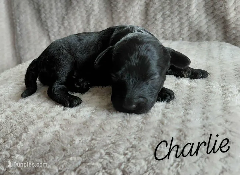 Charlie – Miniature Goldendoodle puppy for sale in Eau Claire, WI