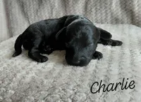 Charlie, a male Miniature Goldendoodle for sale in Eau Claire, WI – Photo 7 of 7