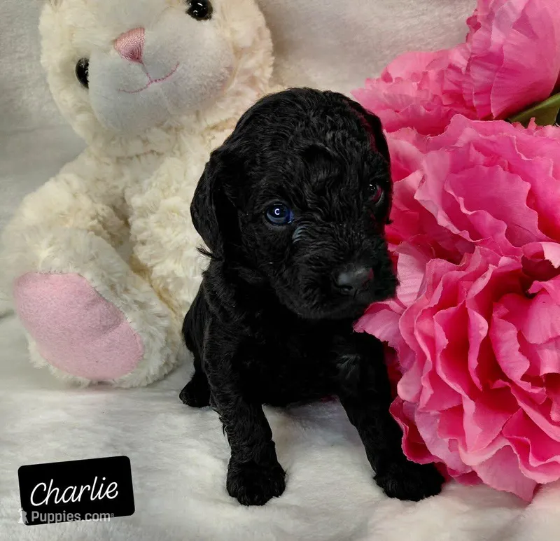 Charlie – Miniature Goldendoodle puppy for sale in Eau Claire, WI