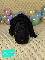Charlie, a male Miniature Goldendoodle for sale in Eau Claire, WI – Photo 5 of 7