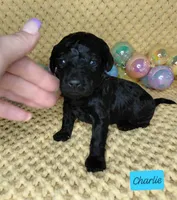 Charlie, a male Miniature Goldendoodle for sale in Eau Claire, WI – Photo 4 of 7