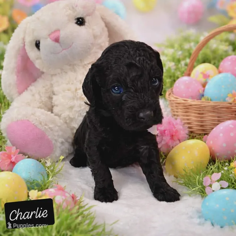Charlie – Miniature Goldendoodle puppy for sale in Eau Claire, WI
