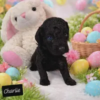 Charlie, a male Miniature Goldendoodle for sale in Eau Claire, WI – Photo 3 of 7