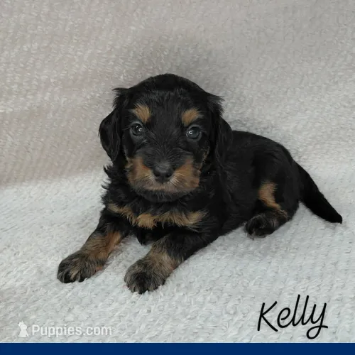 Kelly  – Miniature Goldendoodle puppy for sale in Eau Claire, WI