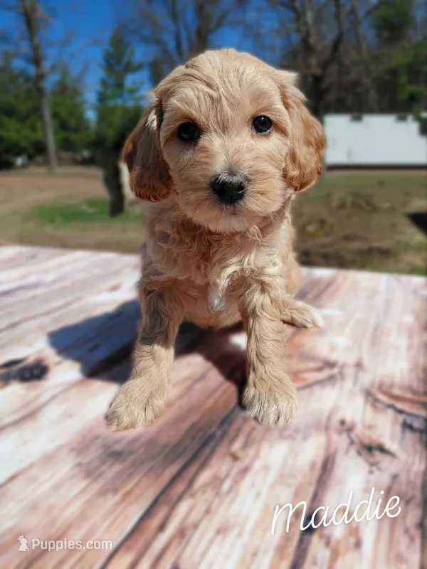 maddie – Miniature Goldendoodle puppy for sale in Eau Claire, WI