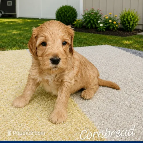 Cornbread – Miniature Goldendoodle puppy for sale in Eau Claire, WI