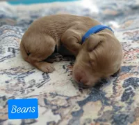 Beans, a male Miniature Goldendoodle for sale in Eau Claire, WI – 1 of 1