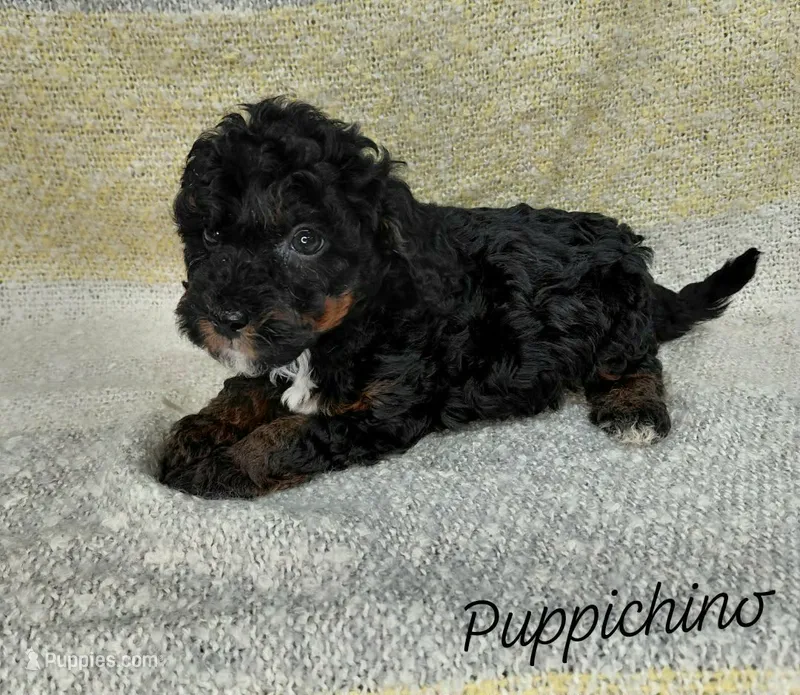 Puppiccino – Miniature Goldendoodle puppy for sale in Eau Claire, WI