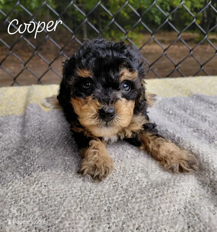 Cooper – Goldendoodle, Miniature Goldendoodle puppy for sale in Eau Claire, WI