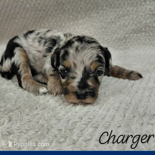 Charger – Goldendoodle, Miniature Goldendoodle puppy for sale in Eau Claire, WI
