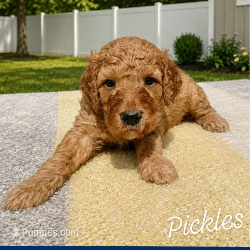 Pickles – Miniature Goldendoodle puppy for sale in Eau Claire, WI