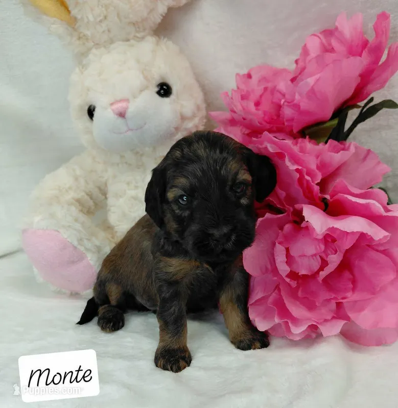 Monte – Miniature Goldendoodle puppy for sale in Eau Claire, WI