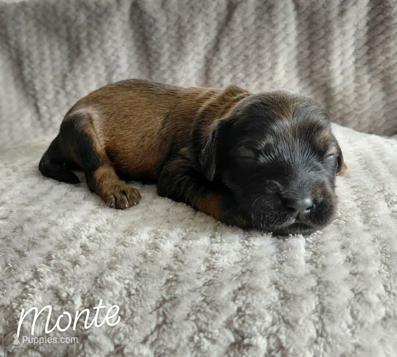 Monte – Miniature Goldendoodle puppy for sale in Eau Claire, WI
