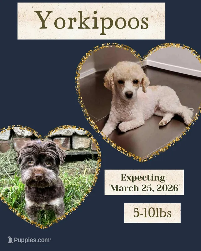 Yorkipoos