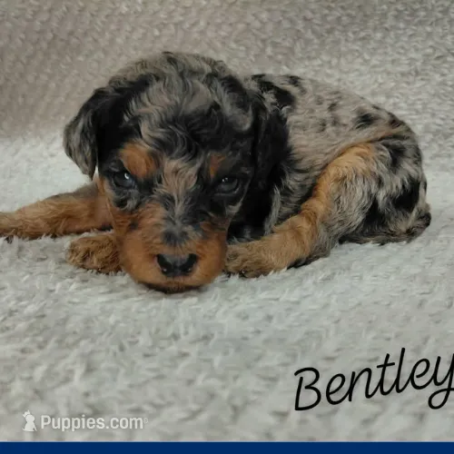 Bentley – Goldendoodle, Miniature Goldendoodle puppy for sale in Eau Claire, WI