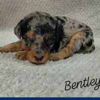 Bentley, a male Goldendoodle and Miniature Goldendoodle for sale in Eau Claire, WI – 1 of 1