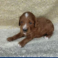 Weston , a male Cavapoo for sale in Eau Claire, WI – 1 of 1