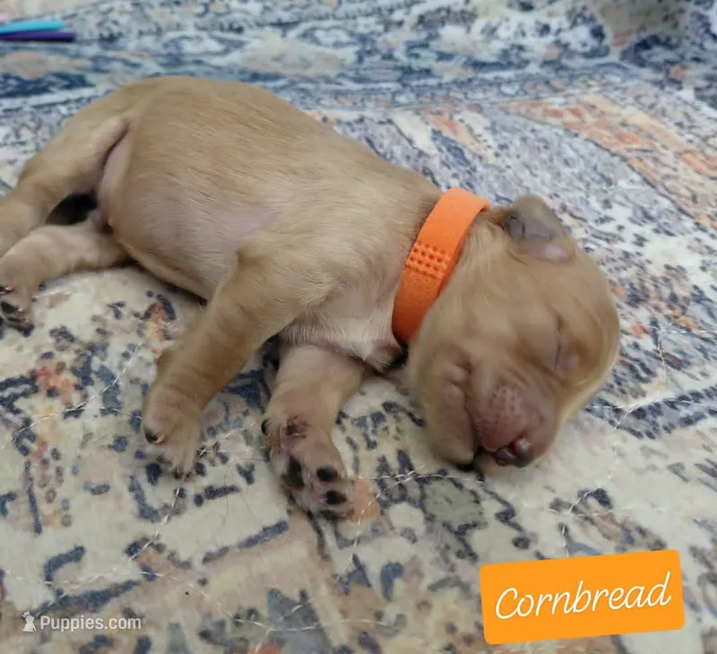 Cornbread – Miniature Goldendoodle puppy for sale in Eau Claire, WI