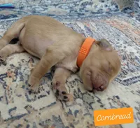 Cornbread, a male Miniature Goldendoodle for sale in Eau Claire, WI – 1 of 1