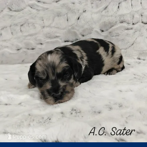 A.C Slater  – Miniature Goldendoodle puppy for sale in Eau Claire, WI