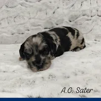 A.C Slater , a male Miniature Goldendoodle for sale in Eau Claire, WI – 4 of 5