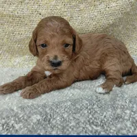 Whitney, a female Cavapoo for sale in Eau Claire, WI – 1 of 1