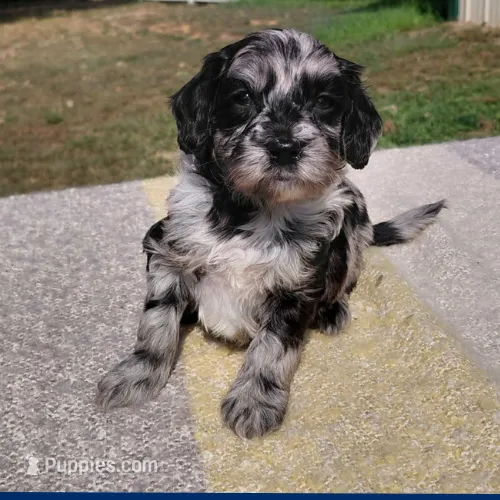 A.C Slater  – Miniature Goldendoodle puppy for sale in Eau Claire, WI