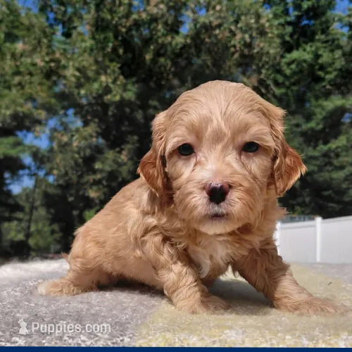 Screech – Miniature Goldendoodle puppy for sale in Eau Claire, WI
