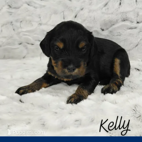 Kelly  – Miniature Goldendoodle puppy for sale in Eau Claire, WI