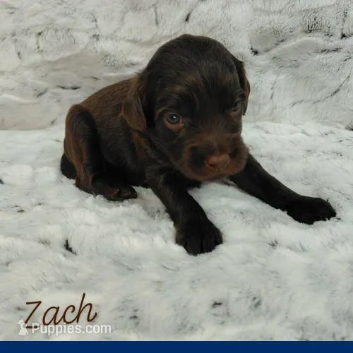 Zach – Miniature Goldendoodle puppy for sale in Eau Claire, WI