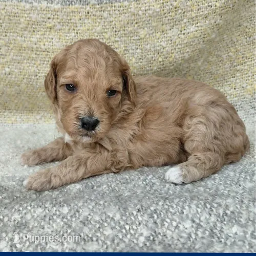 Wanda – Cavapoo puppy for sale in Eau Claire, WI