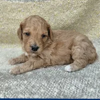Wanda, a female Cavapoo for sale in Eau Claire, WI – 1 of 1