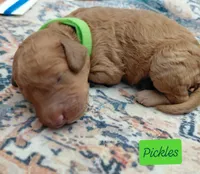 Pickles, a male Miniature Goldendoodle for sale in Eau Claire, WI – 1 of 1